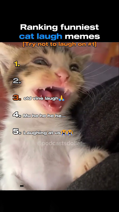 Funniest cat laugh memes #ranking #funny #memes #cats #laugh #shorts