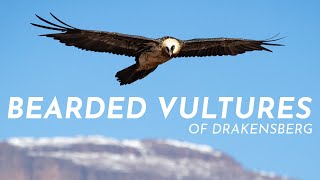 Critically Endangered | A Day with the Bearded Vultures of Drakensberg