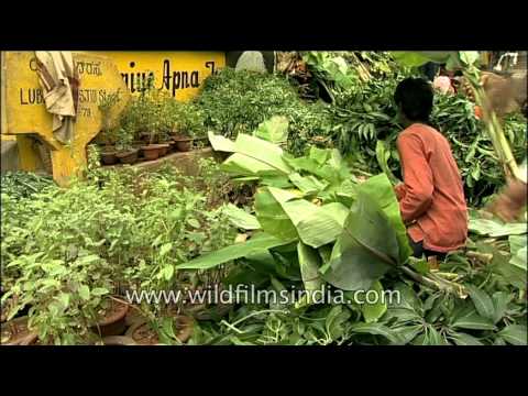 Vegetable Market of Sylhet | FunnyCat.TV