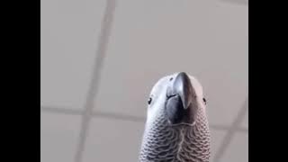 Bird making Samsung notification sound