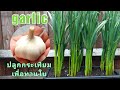 Grow garlics for greens - ปลูกกระเทียมเพื่อทานใบ (1 June 21)