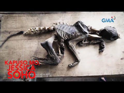 BUTO NA NAKITA SA ISANG BAHAY SA NEGROS OCCIDENTAL, LABI NGA BA NG SIGBIN? | Kapuso Mo, Jessica Soho