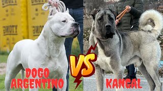 Kangal vs Dogo Argentino : Which breed will win? by Animella 1,689 views 6 months ago 5 minutes, 35 seconds
