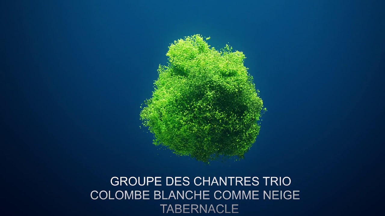 CANTIQUES COLOMBE BLANCHE ANNIVERSAIRE