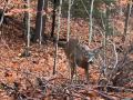 Where to Place Your Treestand for Deer Hunting