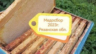Медосбор 2023г.  Рязанская обл.