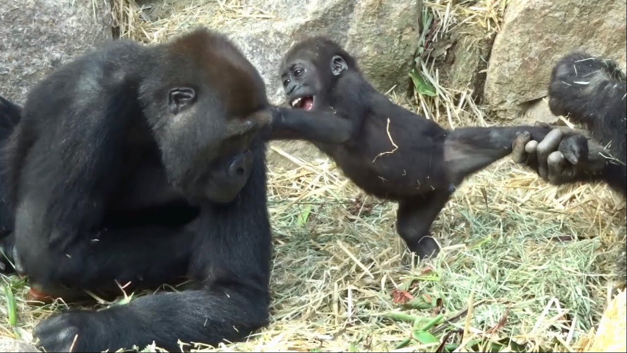 19/11/7)ゲンタロウとキンタロウ 23⭐️ゴリラ【京都市動物園】Gorilla
