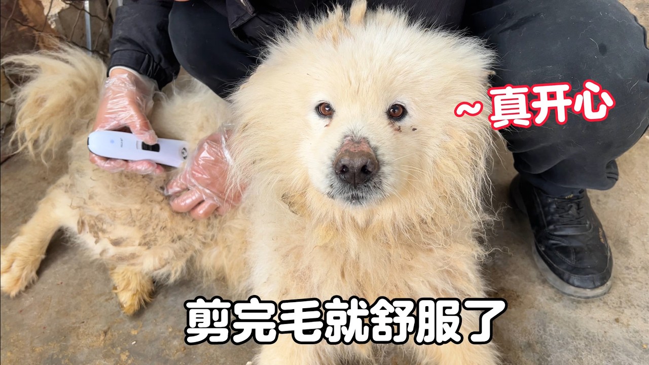 總有忙不完的事，給救助的狗狗修剪毛發，住院的毛孩子也康復出院