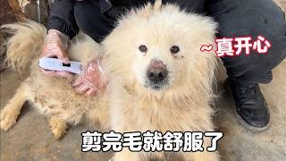 總有忙不完的事，給救助的狗狗修剪毛發，住院的毛孩子也康復出院