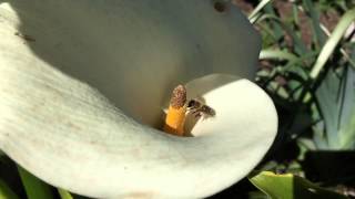 iPhone 6 Plus : Slow Motion 240fps Honey Bee