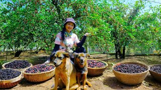 Download Lagu Harvest Mulberries To Sell At The Market, Loosen Soil To Plant Asparagus| Lý Tiểu Liên MP3 Download Lagu Harvest Mulberries To Sell At The Market, Loosen Soil To Plant Asparagus| Lý Tiểu Liên MP3