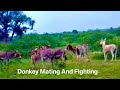 Donkey Mating And Fighting Scens рџ Єрџ Ytshorts Donkey Mating And Fighting Scens рџ Єрџ Ytshorts