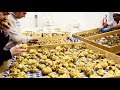 Worlds most expensive mushroom cultivation  truffle farming and harvesting  truffle processing