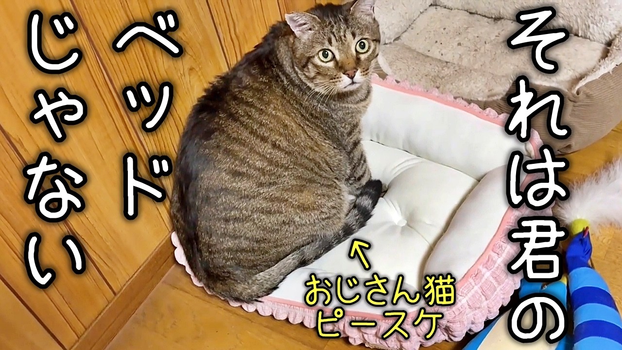 Trying to convince my confused old man cat [Former stray cat