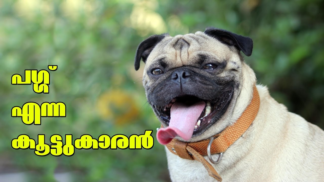 Pug dog l Dog farming kerala I പഗ്ഗ് എന്ന കൂട്ടുകാരൻ YouTube