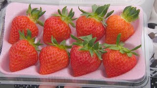 甘くてみずみずしい“夏イチゴ”を北海道の企業と共同開発　香川・坂出市の化学品メーカーが試験栽培