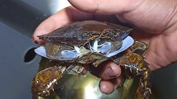 Cua đã lột xác thành công (nuôi cua trong nhà)