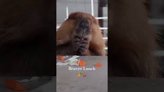 Beaver Lunch 🥕🦫 #beaver #shortsvideo #animals #beavers #youtubeshorts