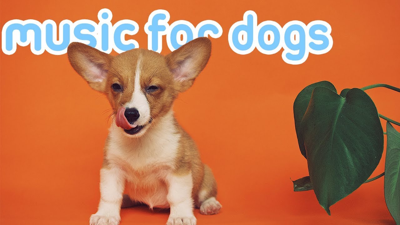 youtube music for dogs with separation anxiety