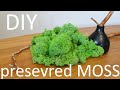 DIY MOSS | HOW TO COLLECT MOSS | PRESERVE MOSS | LIFE HACKS