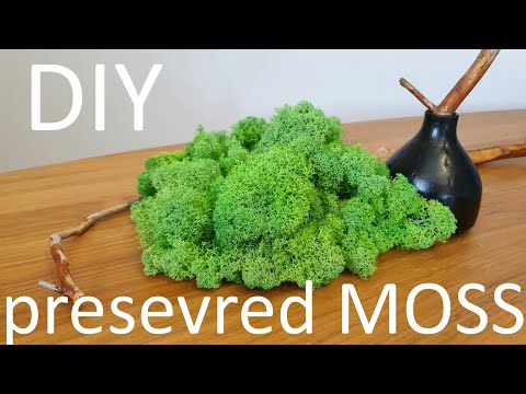 Video: DIY Stabilized Moss: How To Make It At Home And Grow It Yourself? Master Class On Moss Embalming With Glycerin