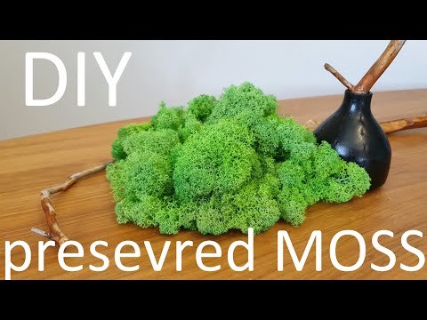 Video: DIY Stabiliserad Mossa: Hur Man Gör Det Hemma Och Odlar Det Själv? Workshop Om Mossbalsering Med Glycerin