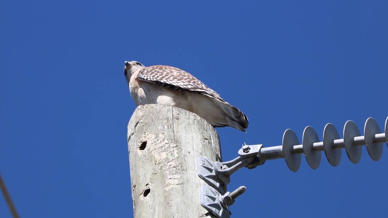 Red-shouldered Hawk birds chirping