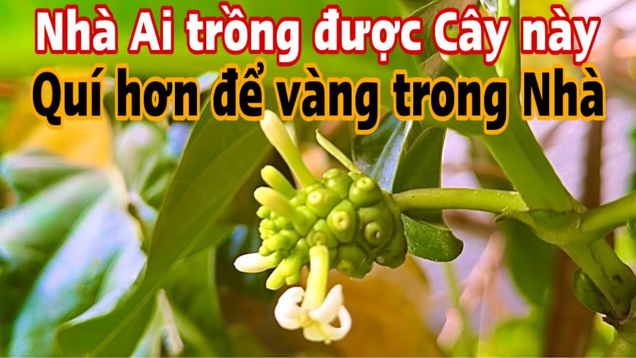 Ai trồng được Cây này thì thật rất quí . PHAN HẢI Channel 