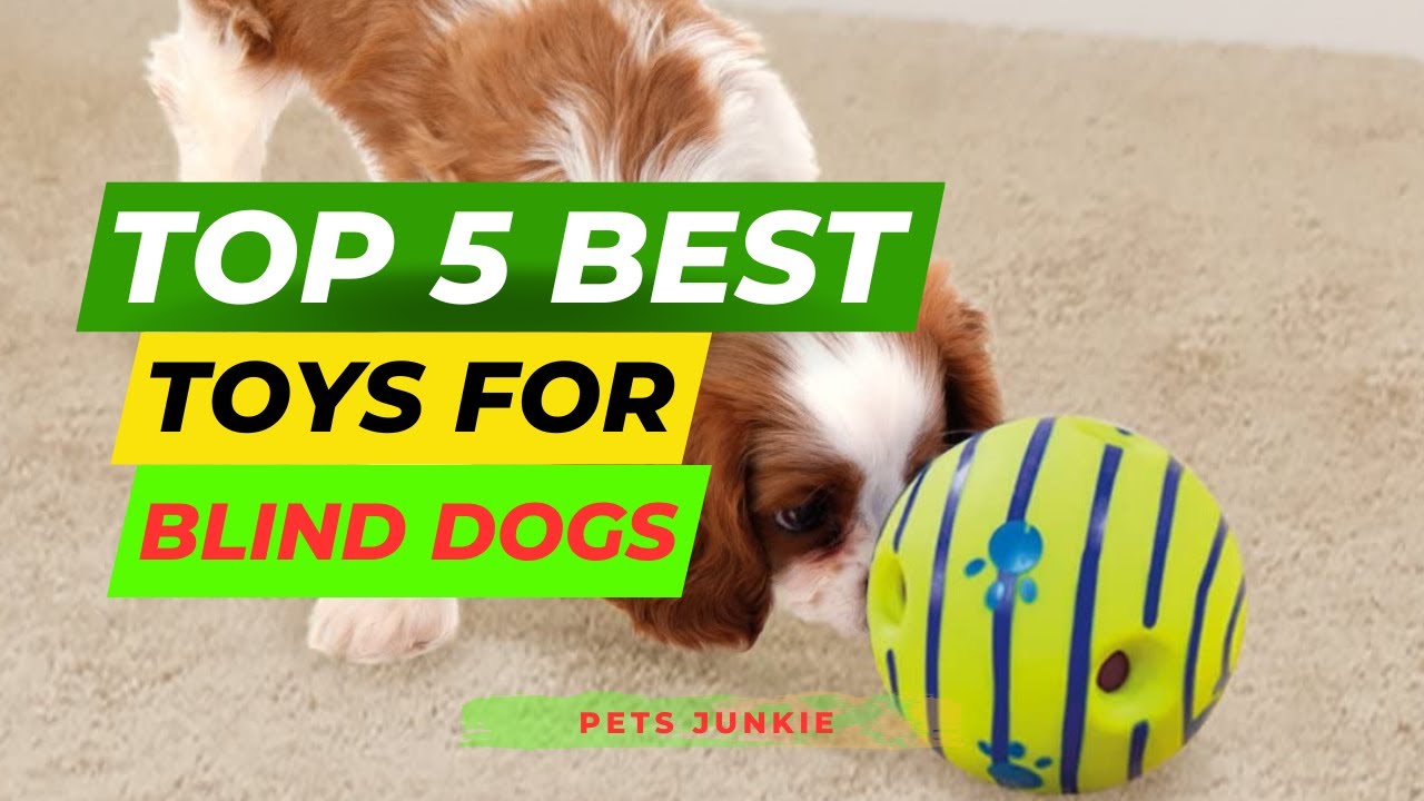 Top 5 Best Toys for Blind Dogs Review of 2023 l Best Toys for Blind Dogs  Price on  