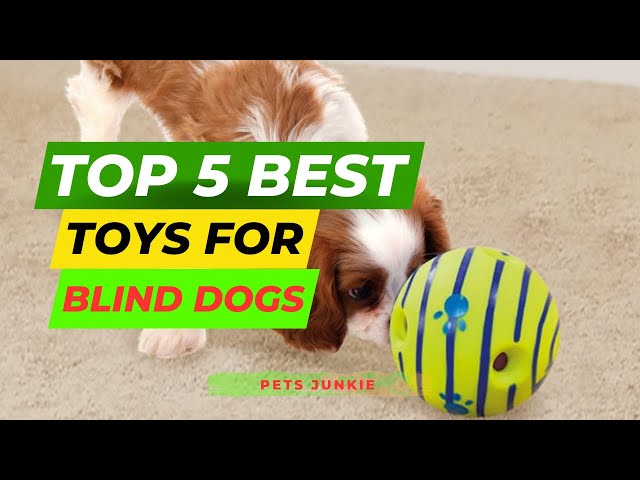 Top 5 Best Toys for Blind Dogs Review of 2023 l Best Toys for Blind Dogs  Price on  