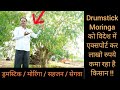 Drumstick / Moringa / Sehjan ने कैसे बदल दी किसान की किस्मत || Successful Farmer || Hello Kisaan