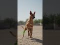 Chimpu my dog getting trained in karate #adoptstrays #streetdog #funny #animalaidunlimited