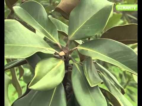 Video: Güney Manolya Ağacı Bakımı: Bahçenizde Büyüyen Güney Manolyaları