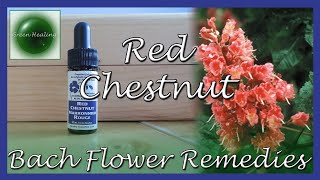 Red Chestnut - For Anxiety for Others (Bach Flower Remedies) (Green Healing S3E38)