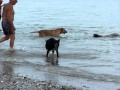 LOBO MARINO JUGANDO CON PERROS