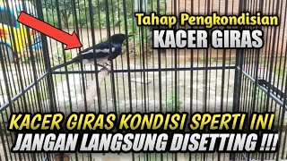 TAHAP PENGKONDISIAN KACER GIRAS YANG BELUM TAU TIPE DAN KARAKTERNYA