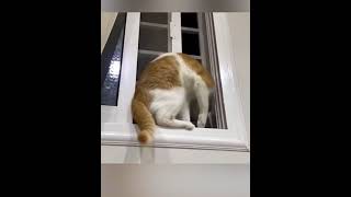 Funny Animals 2023 | Funny Cats 🐈 #cats by Tommy&Barbie Cat Channel 1,433 views 9 months ago 1 minute, 15 seconds