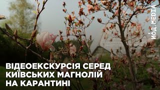 Магнолії на карантині: як цвіте київський ботанічний сад без відвідувачів