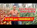 Cara Budidaya Tomat Super, Tahan Penyakit, Buah Melimpah