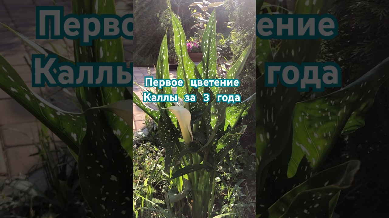 Зантедеския (Калла) впервые расцвела за 3 года. Пересадка в открытый грунт пошла ей на пользу 