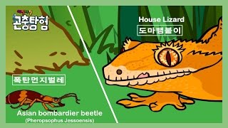 곤충탐험 #9 폭탄먼지벌레(Bombardier Beelte) vs. 도마뱀붙이(House Lizard) | Insect animation 昆虫