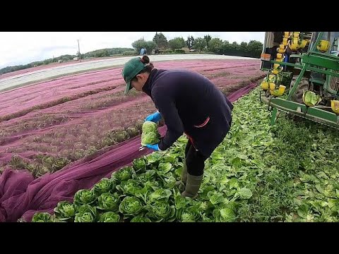 La escasez de mano de obra agrícola vuelve a poner en peligro la cosecha de verduras en Reino Unido