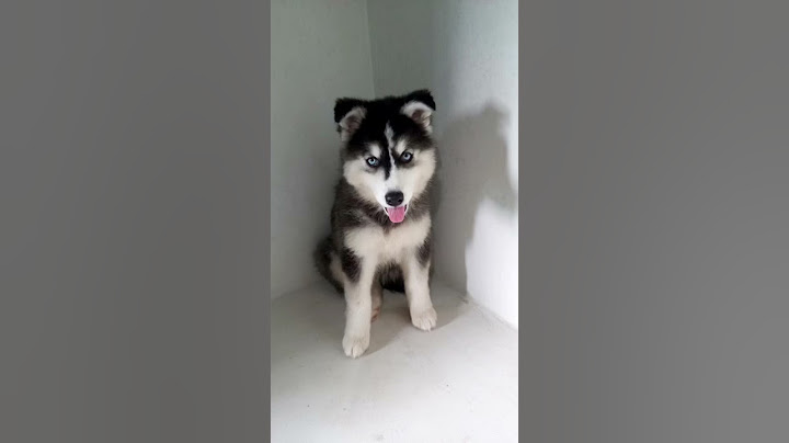 Evolução da husky siberiano Pandora - versão lobo mau #shorts