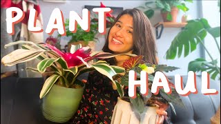 I'm Addicted to Buying Burgundy Plants?! | HOUSE PLANT HAUL (bromeliad, peperomia, begonia, & more!)