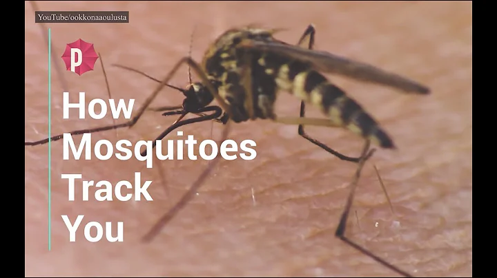 How Mosquitos Track You - DayDayNews