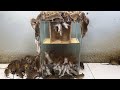 世界をリードするネズミ捕り / マウスをトラップするための新しく効果的な方法 / このネズミ捕りについてどう思いますか？