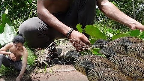 Amazing Primitive Technology Idea: Creative Easy Bird Trap To Trapping Bird In The Jungle