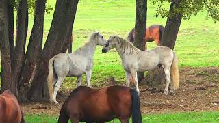 4K African Jungle Horses Wildlife Forest Animals Video Animals Wild Life Video With Nature Sound
