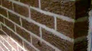 torturing fly part 1