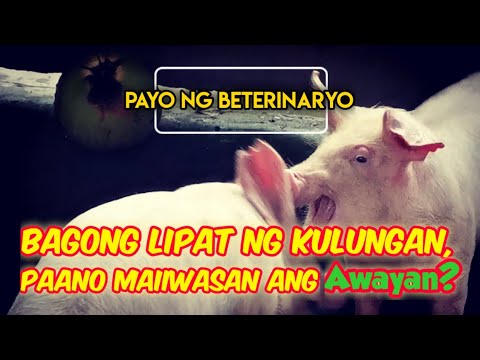 Video: Alam mo ba kung ano ang pambansang pera ng Serbia?